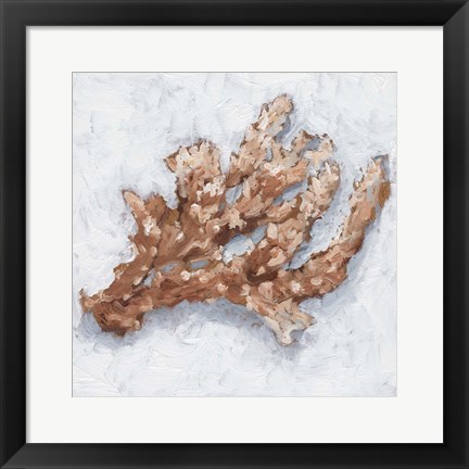 Framed Coral Display II Print