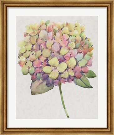 Framed Multicolor Floral II Print