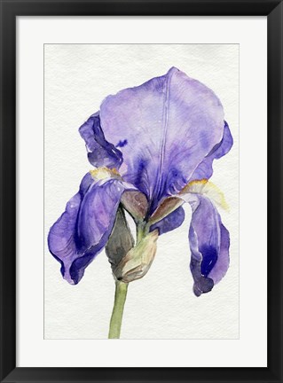 Framed Iris in Bloom I Print