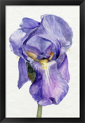 Framed Iris in Bloom II Print