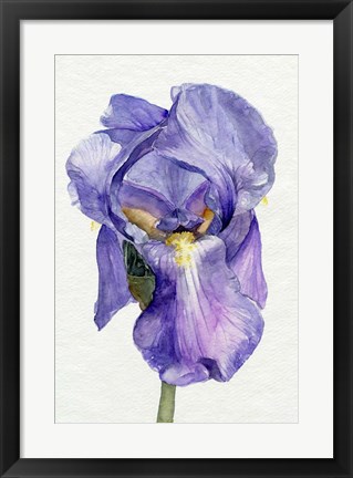 Framed Iris in Bloom II Print