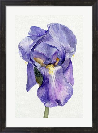 Framed Iris in Bloom II Print