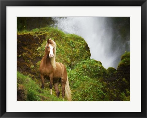 Framed Collection of Horses I Print