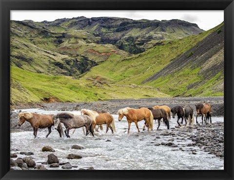 Framed Collection of Horses II Print