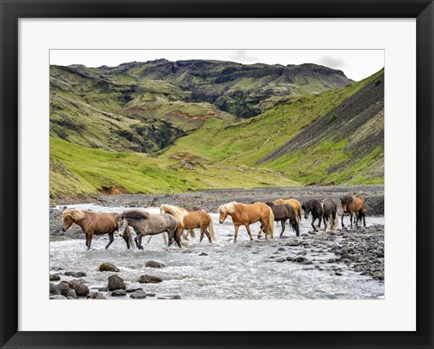 Framed Collection of Horses II Print