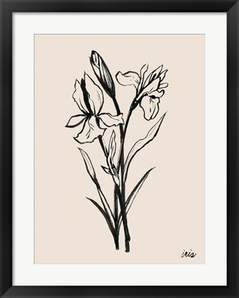 Framed Iris Sketch I Print