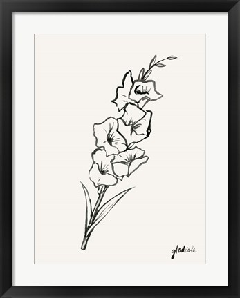 Framed Gladiola Sketch II Print