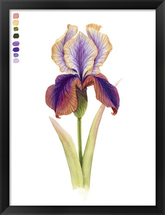 Framed Rainbow Iris I Print