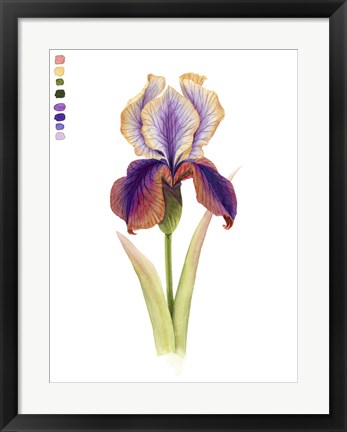 Framed Rainbow Iris I Print