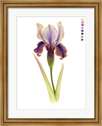 Framed Rainbow Iris II Print