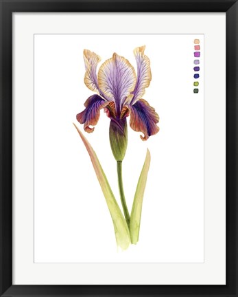 Framed Rainbow Iris II Print