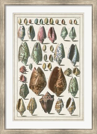 Framed Grand Seba Shells I Print