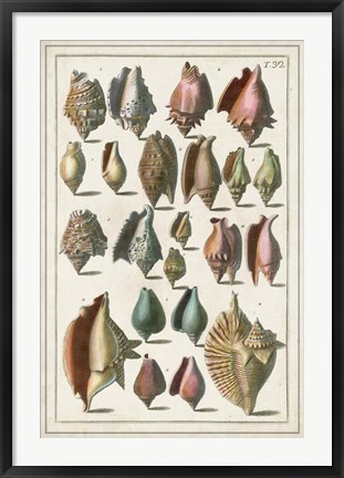 Framed Grand Seba Shells III Print