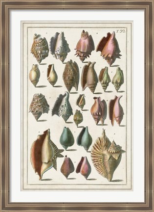 Framed Grand Seba Shells III Print