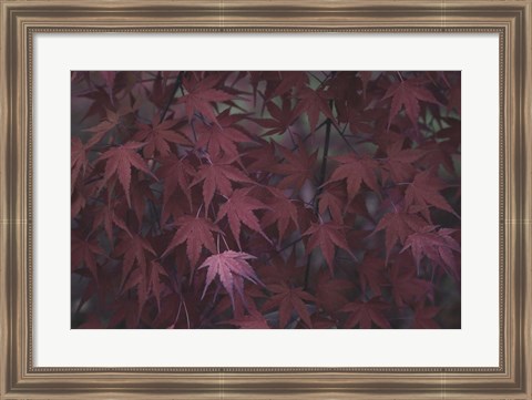 Framed Nature&#39;s Textures V Print