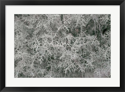 Framed Nature&#39;s Textures VI Print