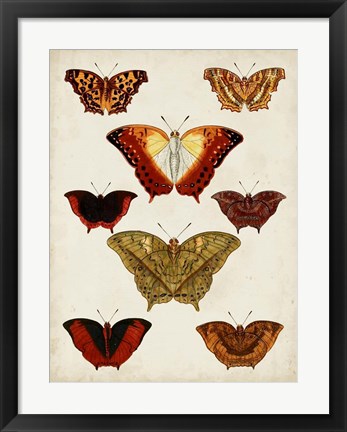 Framed Butterflies Displayed I Print