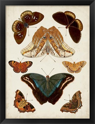 Framed Butterflies Displayed II Print