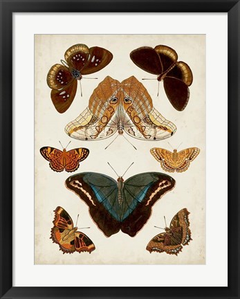 Framed Butterflies Displayed II Print