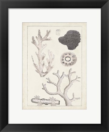 Framed Antique White Coral II Print