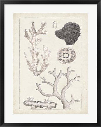 Framed Antique White Coral II Print