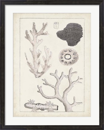 Framed Antique White Coral II Print