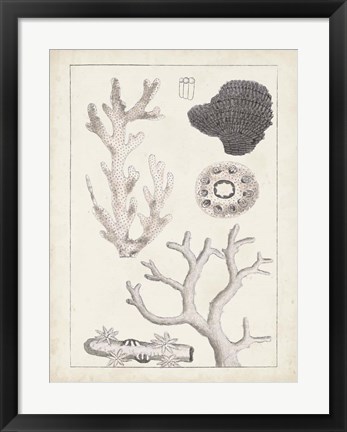 Framed Antique White Coral II Print