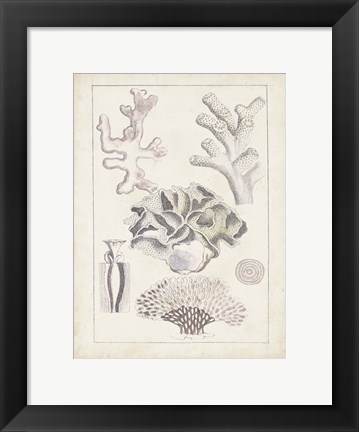 Framed Antique White Coral IV Print