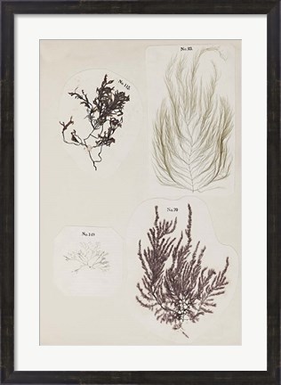 Framed Coral Collage IV Print