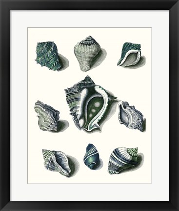 Framed Celadon Shells IV Print