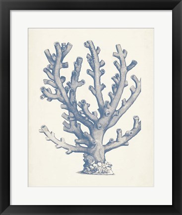 Framed Antique Coral Collection VI Print