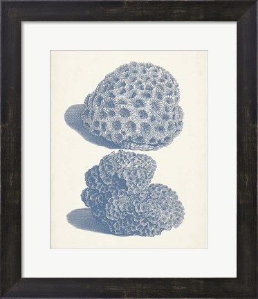 Framed Antique Coral Collection VIII Print