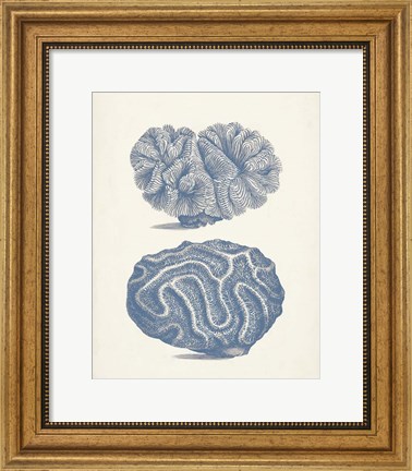 Framed Antique Coral Collection IX Print