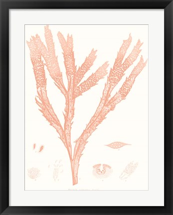 Framed Vivid Coral Seaweed II Print