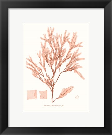 Framed Vivid Coral Seaweed V Print