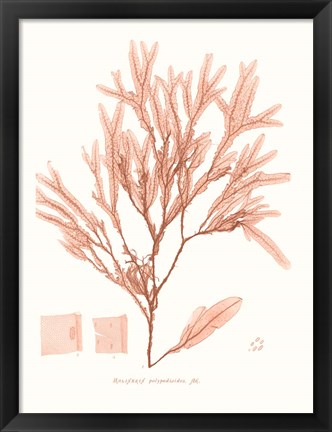 Framed Vivid Coral Seaweed V Print