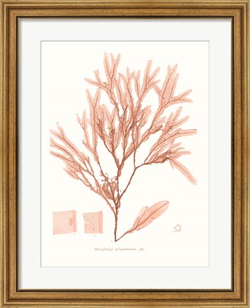 Framed Vivid Coral Seaweed V Print