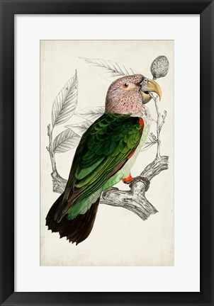 Framed Antique Parrot Pair I Print