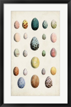 Framed Antique Bird Eggs II Print