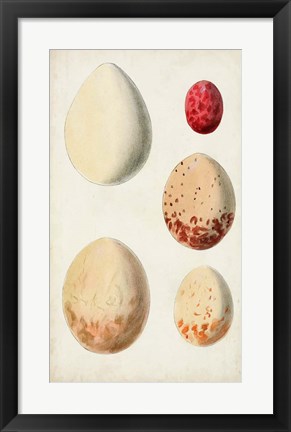 Framed Antique Bird Eggs III Print