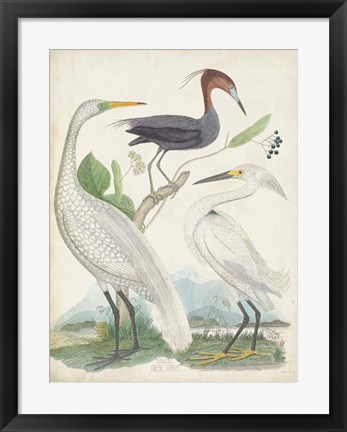 Framed Antique Heron &amp; Waterbirds III Print