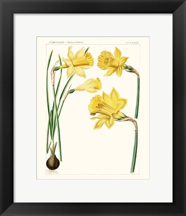 Framed Bright Botanicals I Print