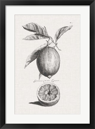 Framed Antique Lemons &amp; Oranges I Print