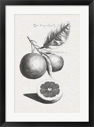 Framed Antique Lemons &amp; Oranges II Print