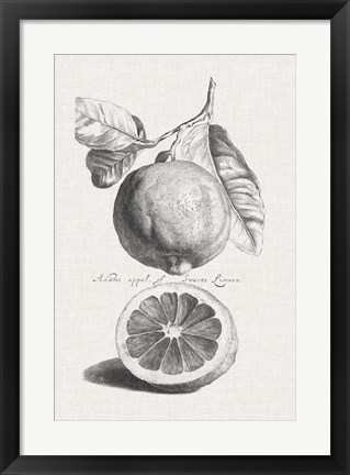 Framed Antique Lemons &amp; Oranges IV Print