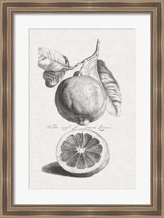 Framed Antique Lemons &amp; Oranges IV Print