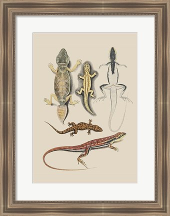 Framed Antique Lizards IV Print