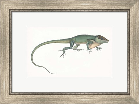 Framed Antique Chameleon Print