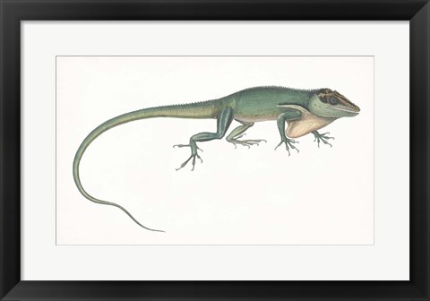 Framed Antique Chameleon Print