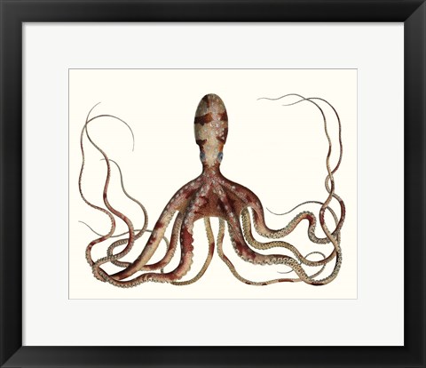 Framed Antique Octopus Collection II Print